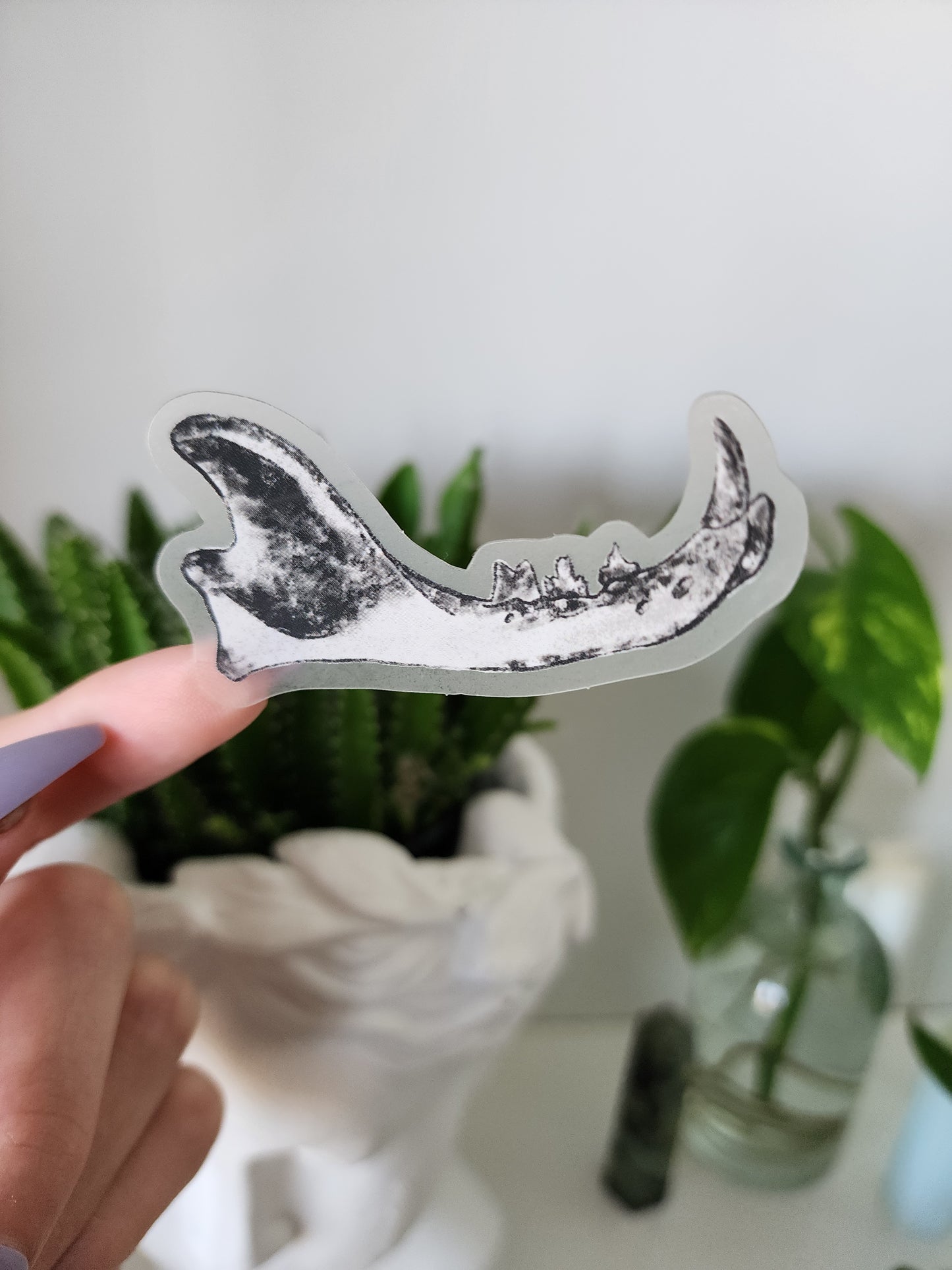 Cat Jaw Bone Vinyl Sticker