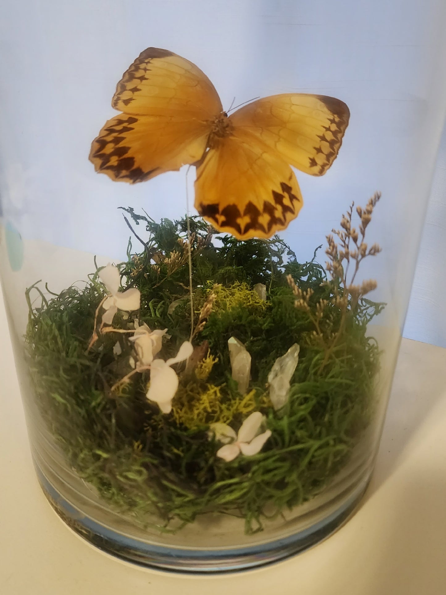 Stichophthalma howqua suffusa Jar Terrarium