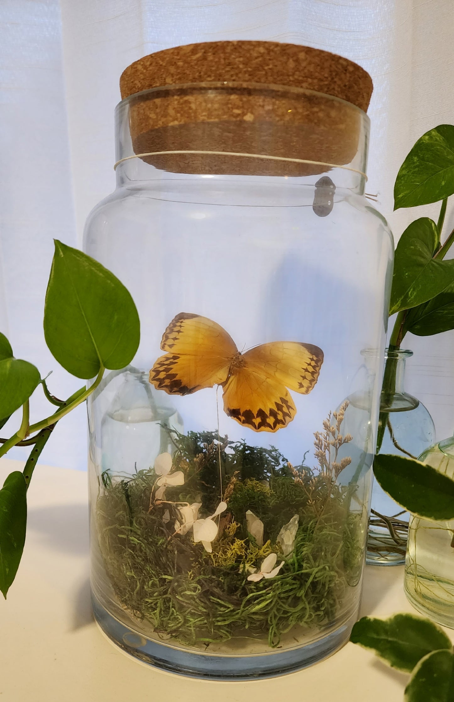 Stichophthalma howqua suffusa Jar Terrarium