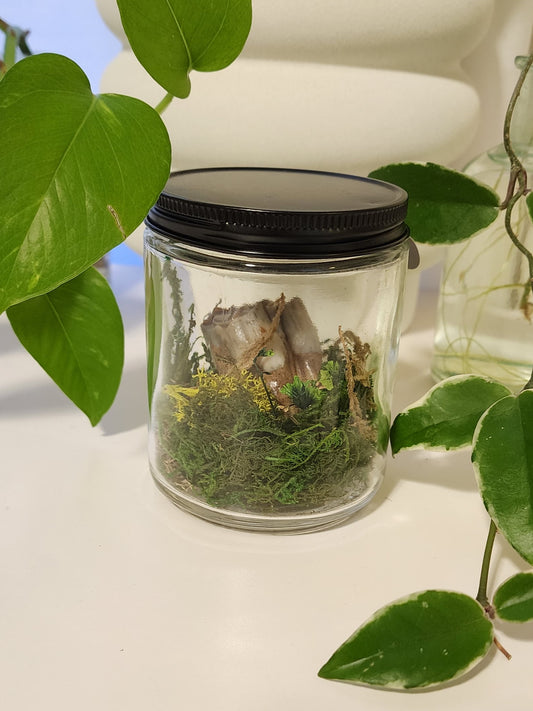 Bison Tooth Terrarium