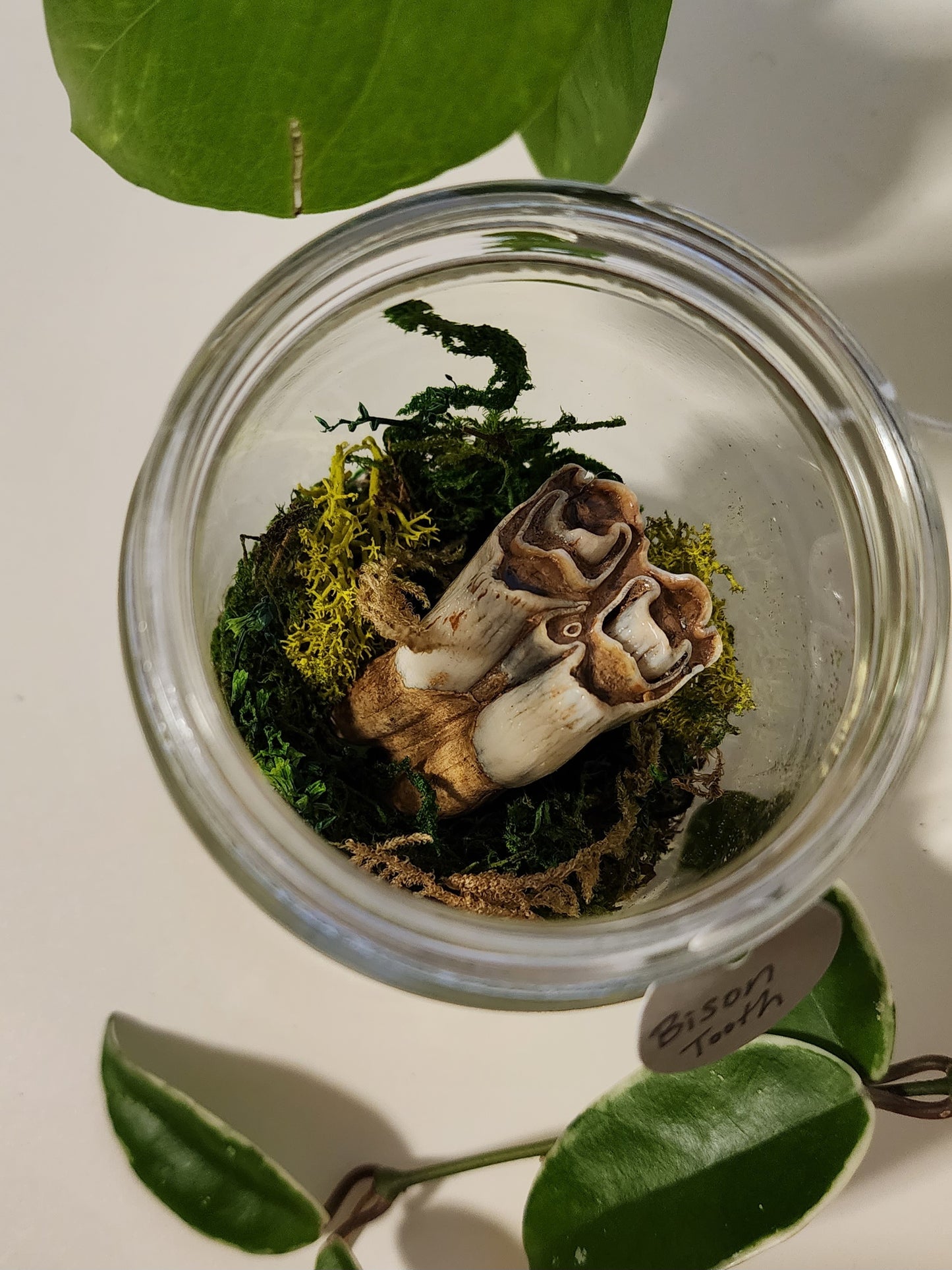 Bison Tooth Terrarium