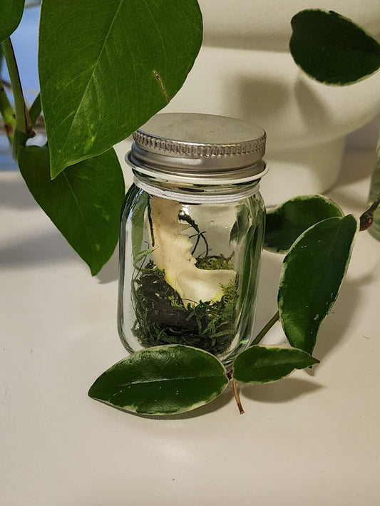 Mink Jaw Jar Terrarium