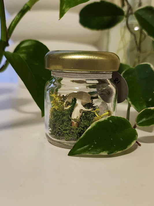 Rodent Skull Mini Jar Terrarium