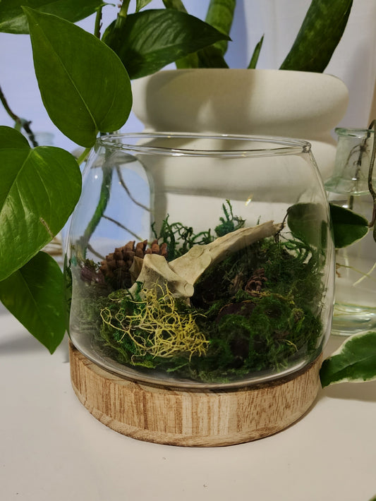 Deer Vertebrae Terrarium