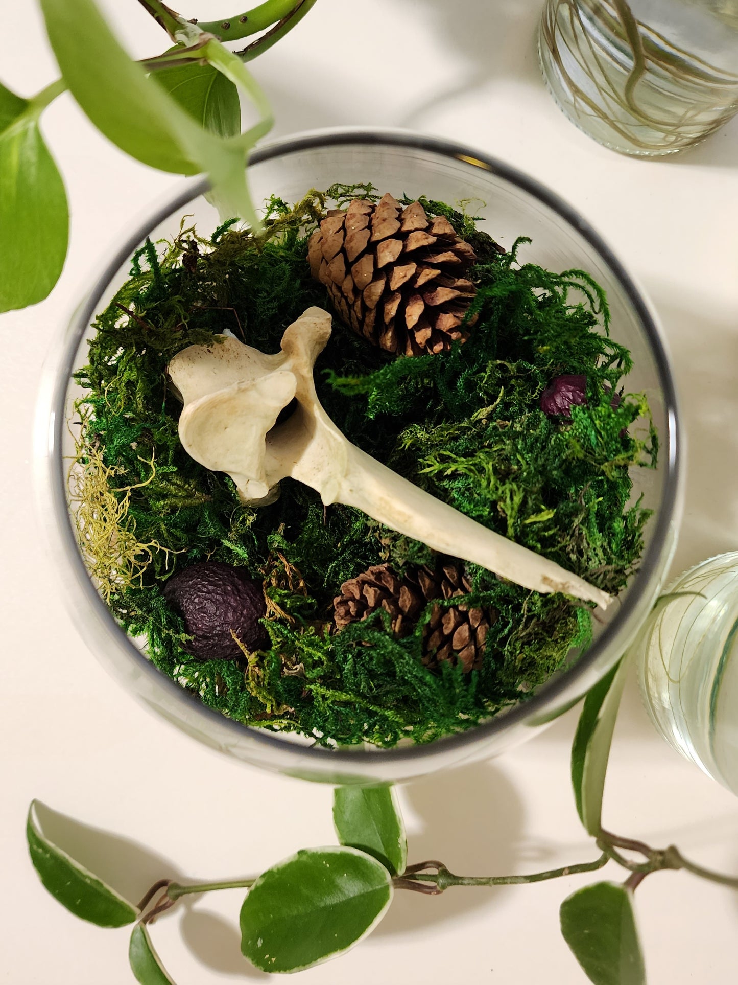 Deer Vertebrae Terrarium