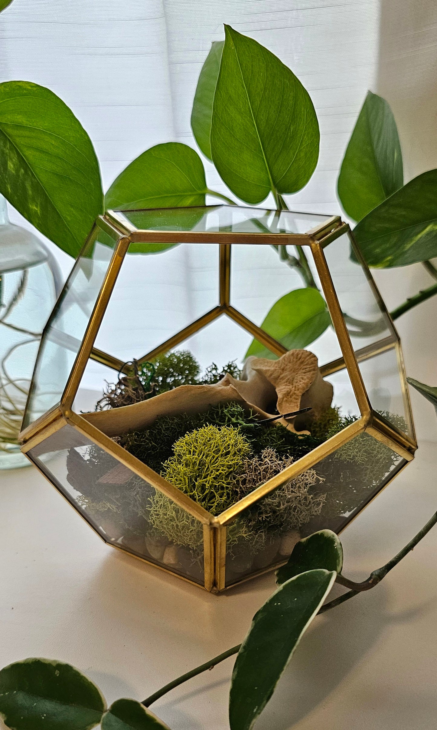 Deer Vertebrae Terrarium