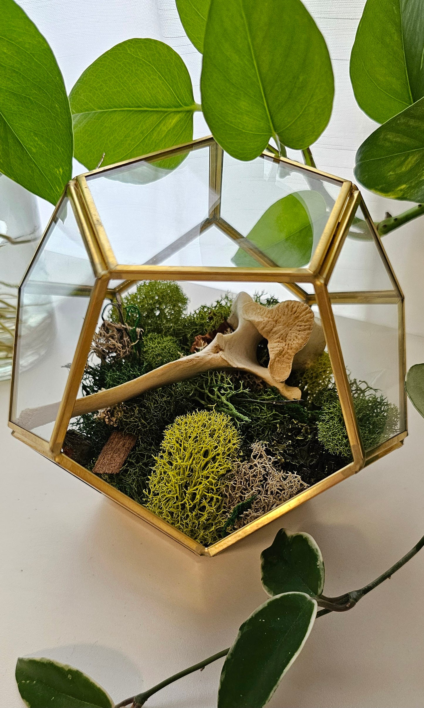 Deer Vertebrae Terrarium