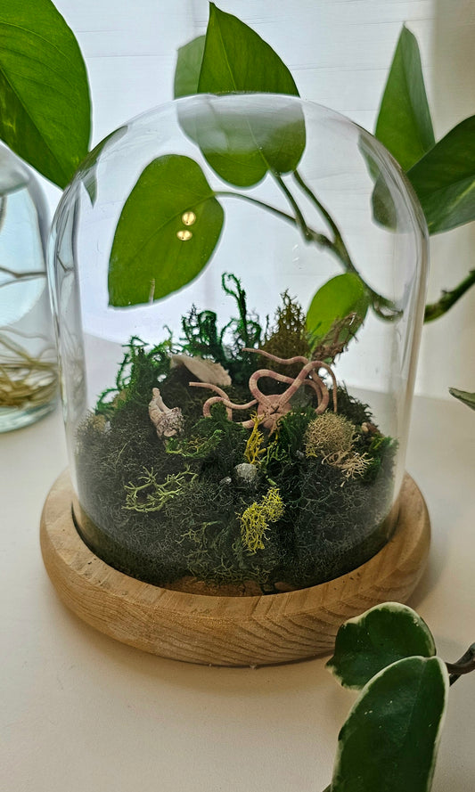 Brittle Starfish Terrarium