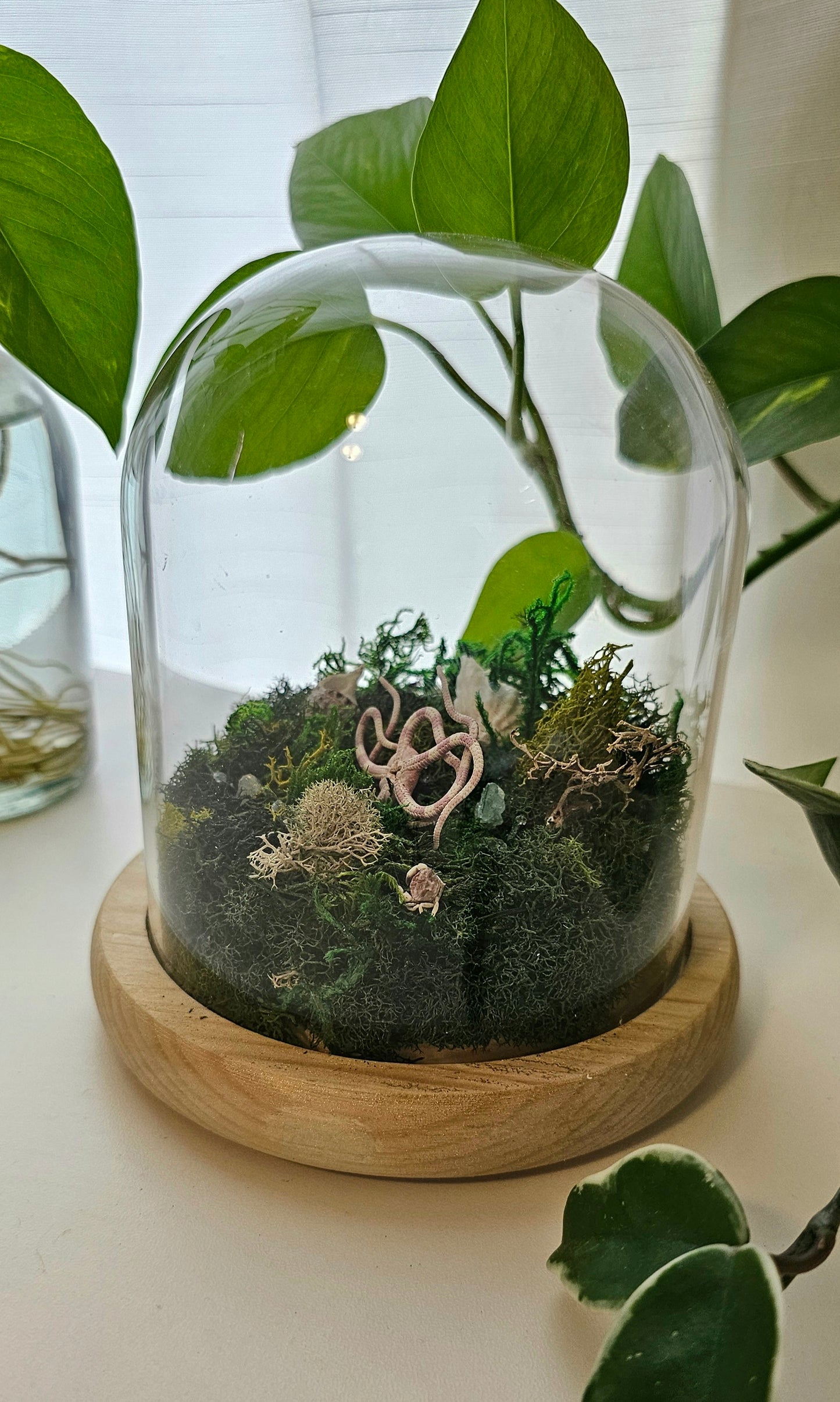 Brittle Starfish Terrarium