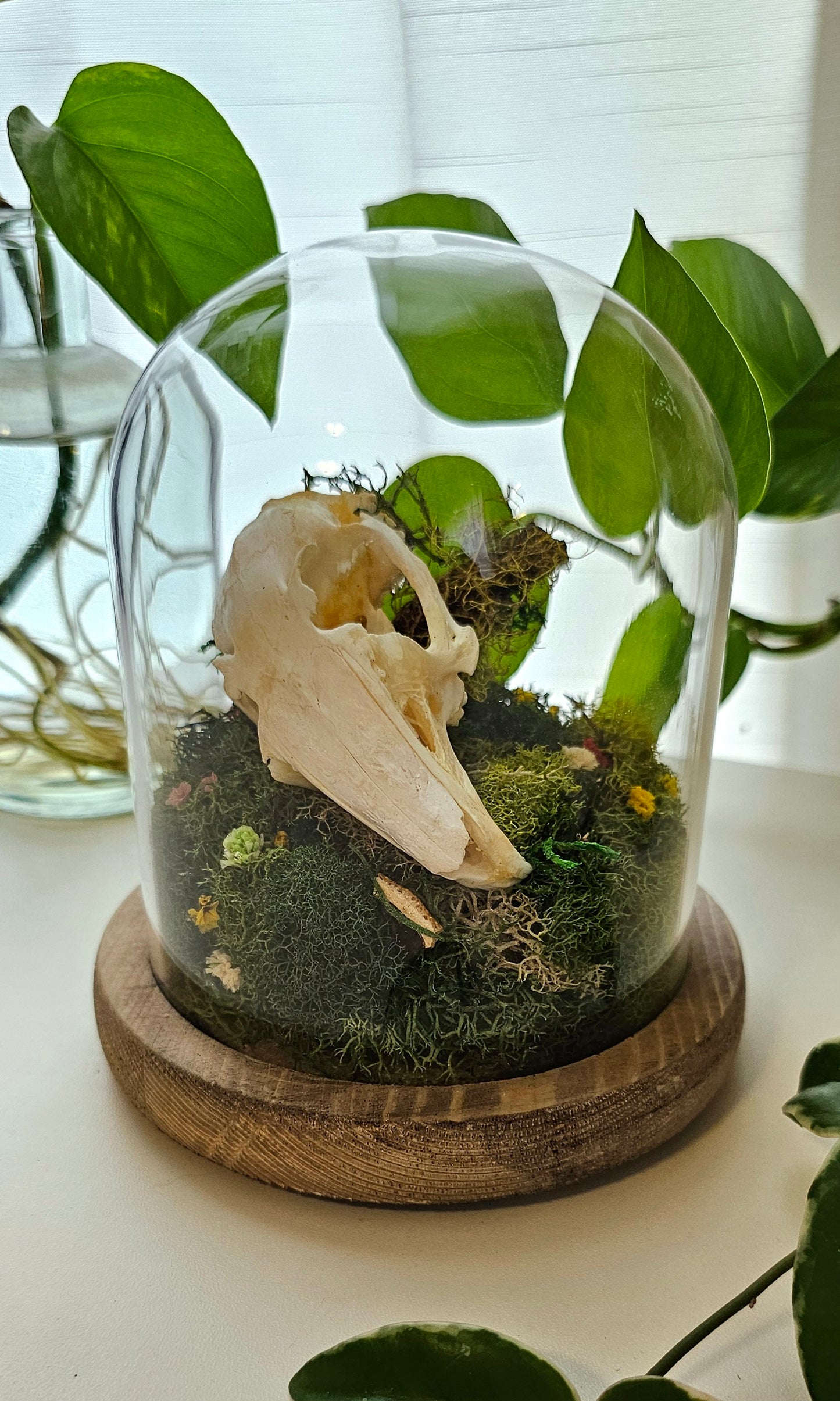 Rabbit Skull Terrarium