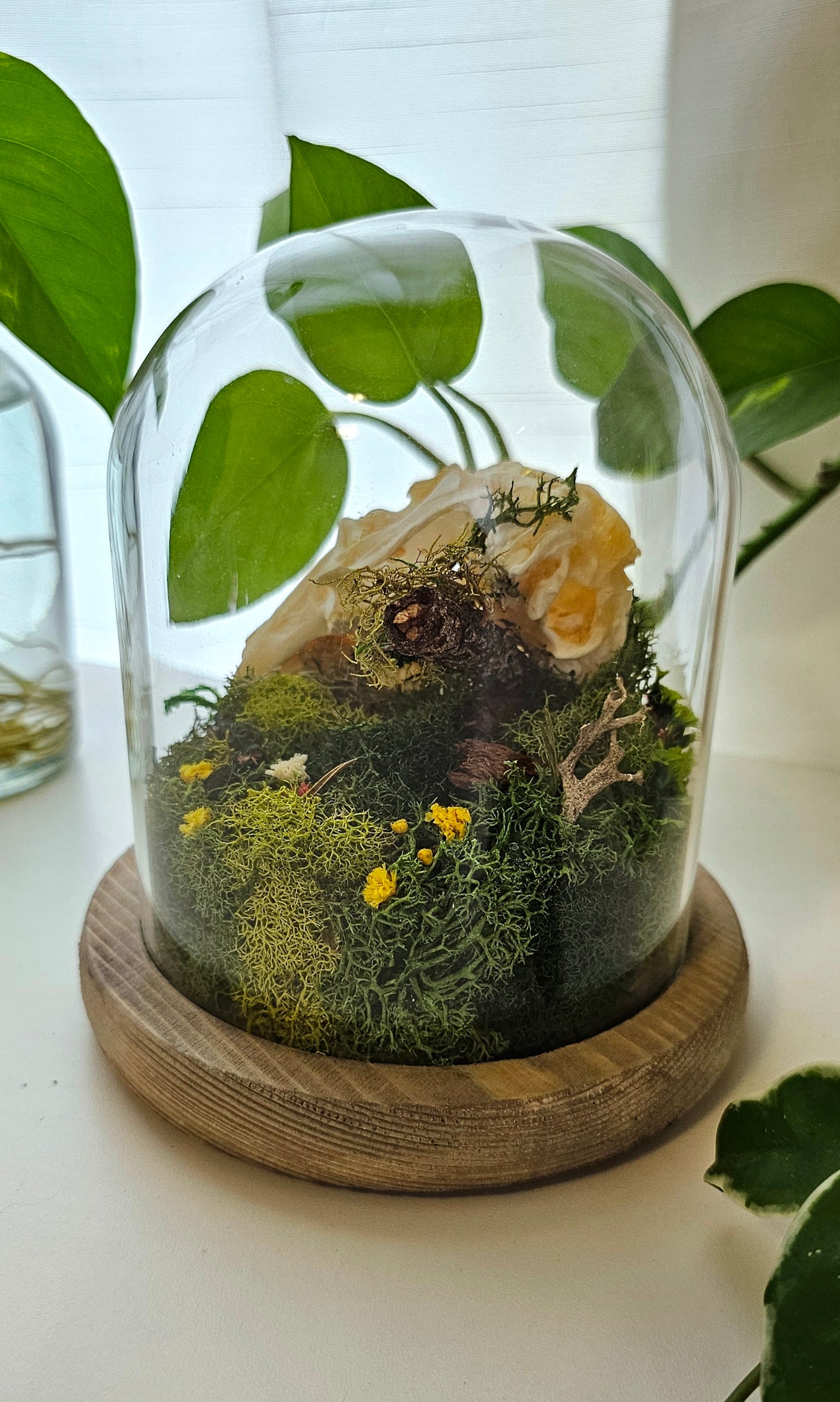 Rabbit Skull Terrarium