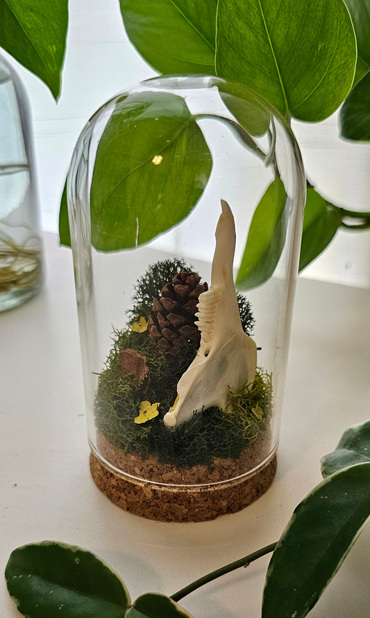 Rabbit Jawbone Cloche Terrarium