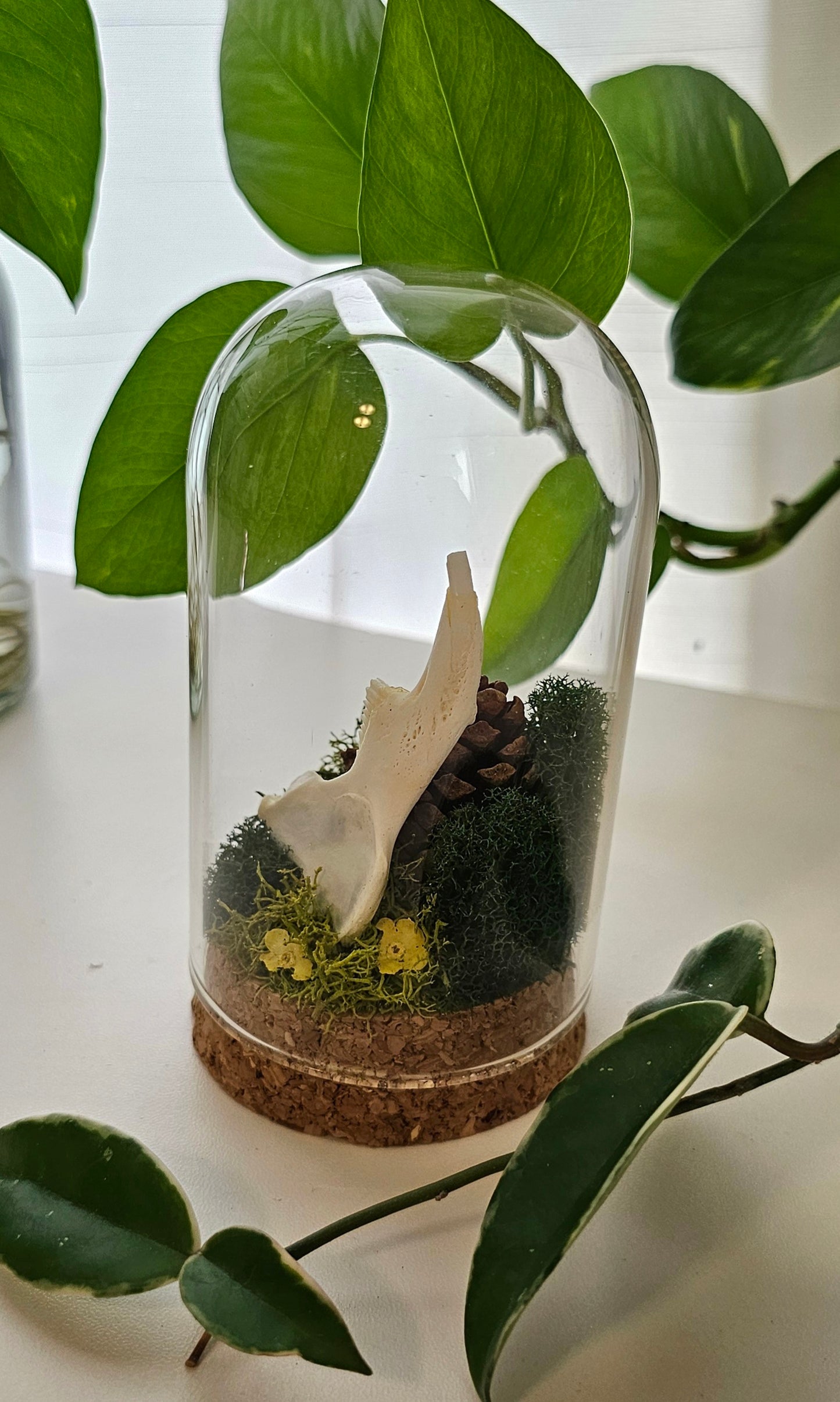 Rabbit Jawbone Cloche Terrarium