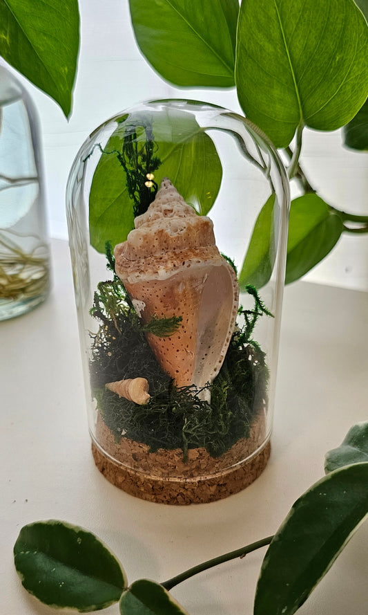 Florida Seashell Terrarium