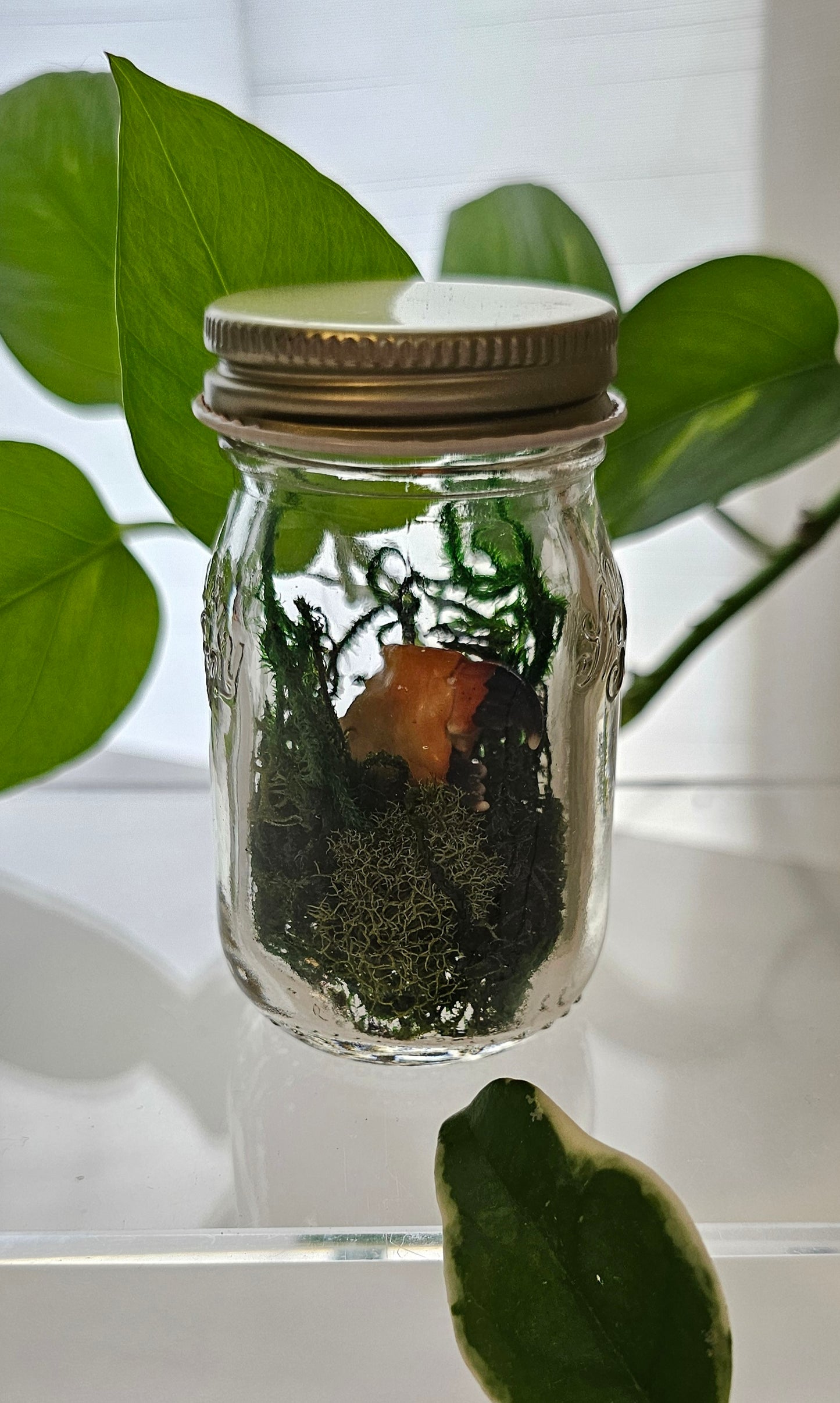 Crab Claw Jar Terrarium