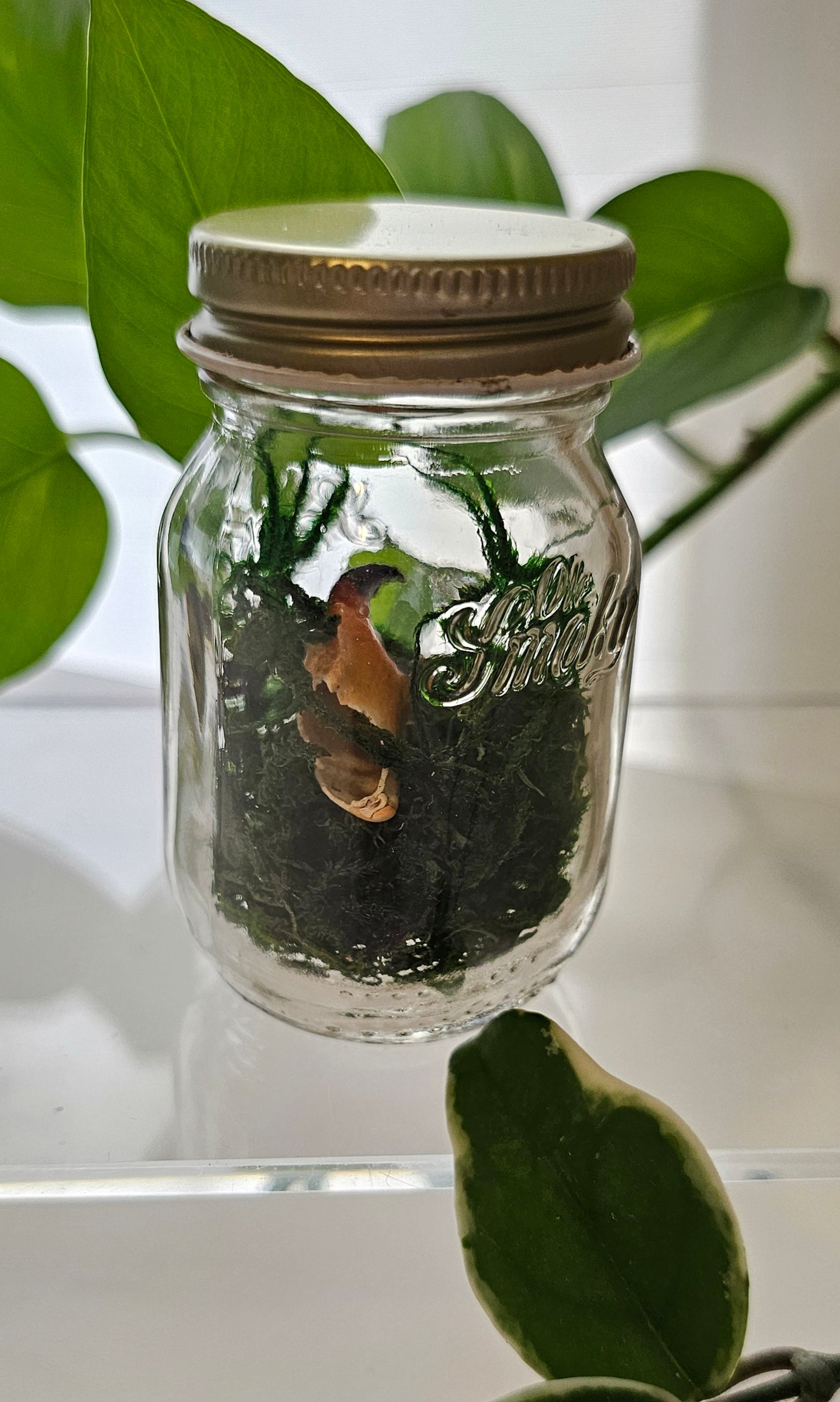 Crab Claw Jar Terrarium