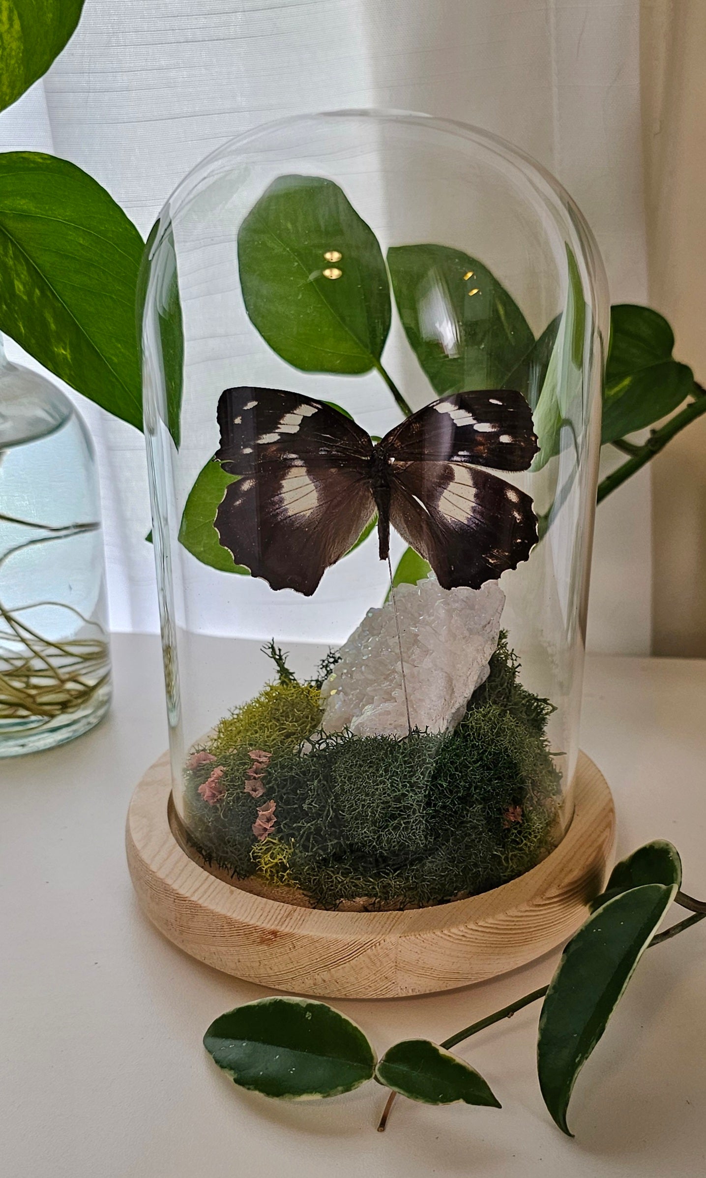 Mimthyma schrenckii with Aura Quartz Terrarium