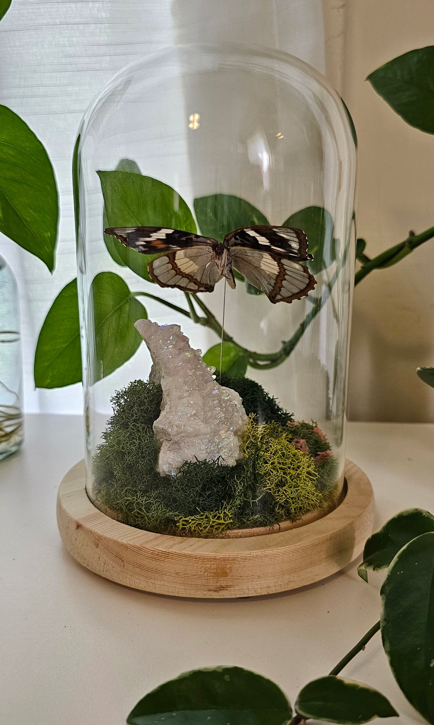 Mimthyma schrenckii with Aura Quartz Terrarium